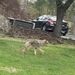 photo of Coyote (Canis latrans)