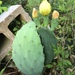 Opuntia bentonii - Photo (c) Matt Brady, todos los derechos reservados, subido por Matt Brady
