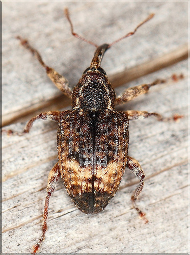 Conotrachelus elegans