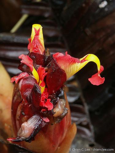 Etlingera baculutea