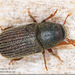 Native Elm Bark Beetle - Photo (c) Alain Hogue, all rights reserved, uploaded by Alain Hogue