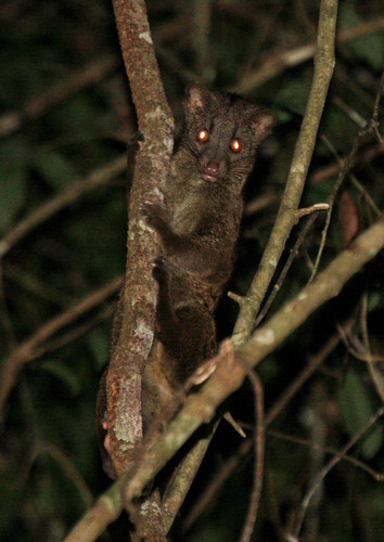 African Palm-civet