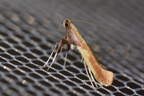 Maple leaf blotch miner