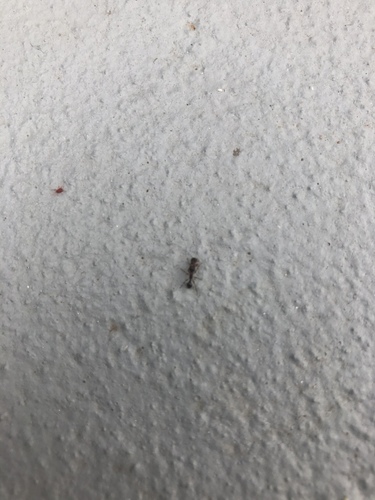 photo of Myrmicine Ants (Myrmicinae)