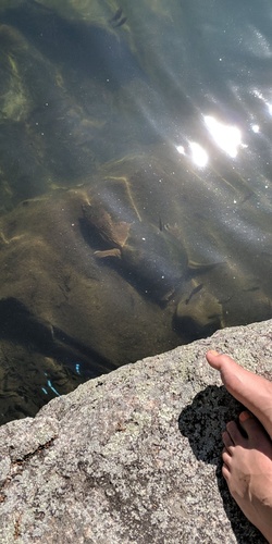 photo of Common Snapping Turtle (Chelydra serpentina)