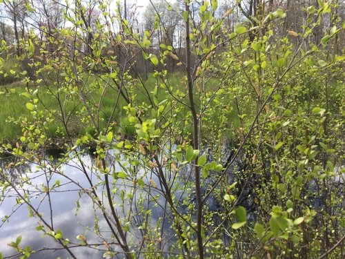 swamp birch
