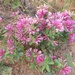 Trifolium lupinaster - Photo (c) Алексей Копытов, כל הזכויות שמורות