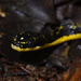 Shropshire's Puffing Snake - Photo (c) Sebastián Vizcarra, all rights reserved, uploaded by Sebastián Vizcarra