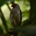 Plumbeous Forest-Falcon - Photo (c) Sebastián Vizcarra, all rights reserved, uploaded by Sebastián Vizcarra