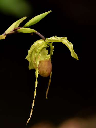 Phragmipedium hirtzii