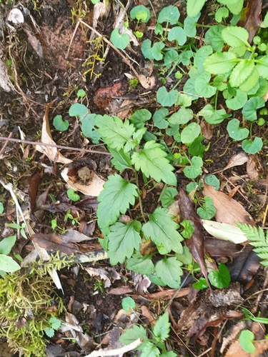 Veronica grosseserrata