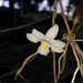 Dendrobium crumenatum - Photo (c) Vichea Sok, todos os direitos reservados, uploaded by Vichea Sok