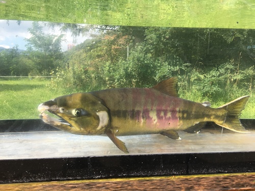 Chum Salmon