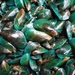 Asian Green Mussel - Photo (c) Arun Lal S, all rights reserved, uploaded by Arun Lal S