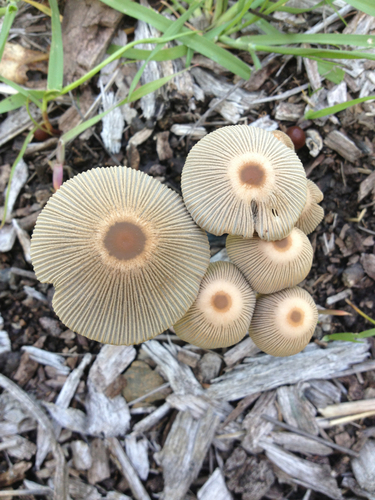 goldenhaired inkcap