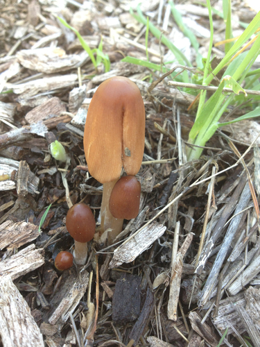 goldenhaired inkcap