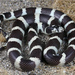 Lampropeltis californiae - Photo (c) Jake Scott, kaikki oikeudet pidätetään, lähettänyt Jake Scott