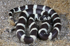 California King Snake - Photo (c) Jake Scott, all rights reserved, uploaded by Jake Scott