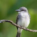 Gray Kingbird - Photo (c) Judd Patterson, all rights reserved, uploaded by Judd Patterson