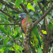 Amazona de Santa Lucía - Photo (c) Judd Patterson, todos los derechos reservados, subido por Judd Patterson
