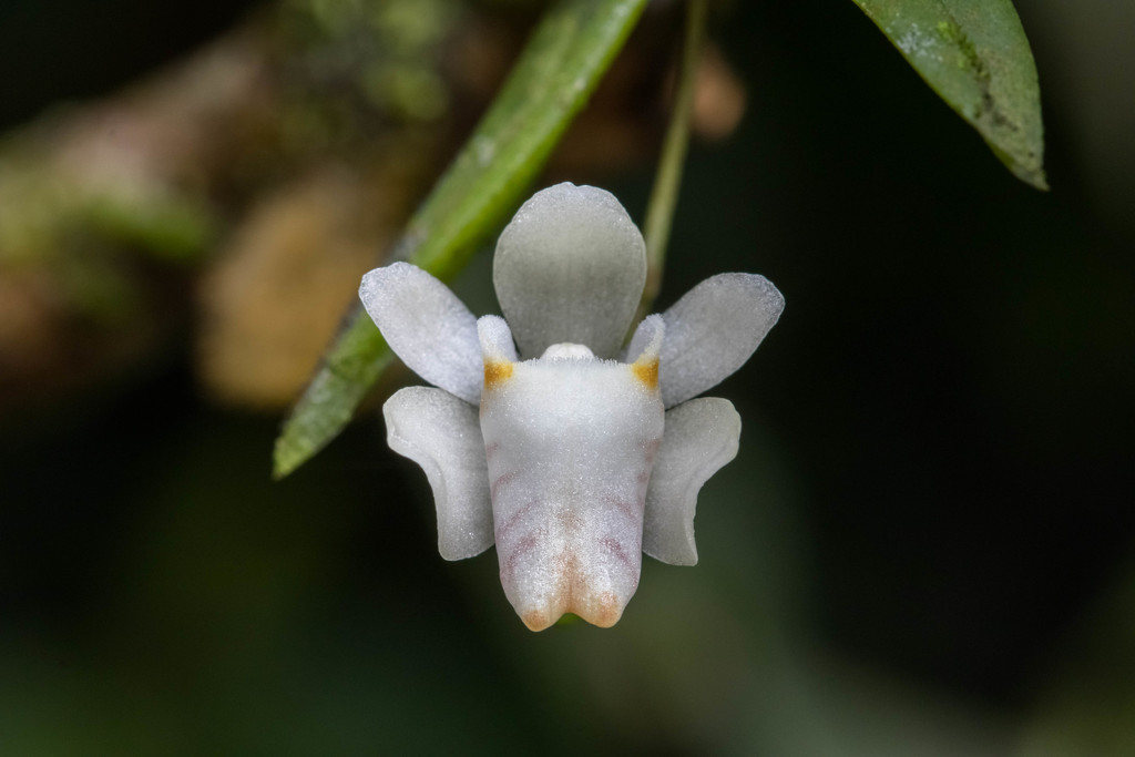 Thrixspermum formosanum (Thrixspermum formosanum)