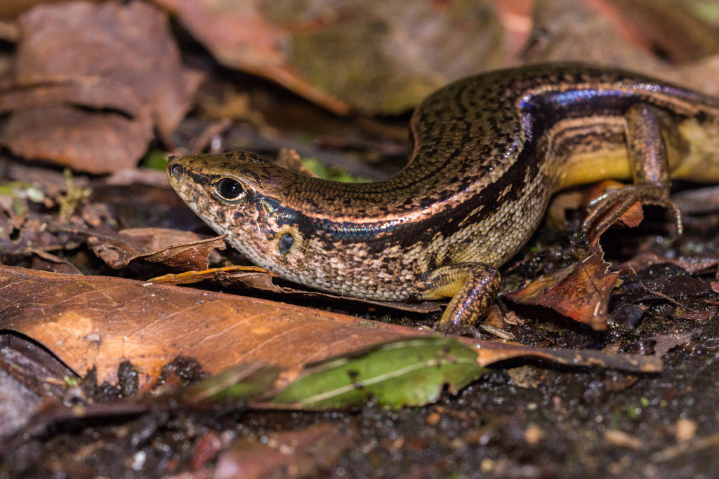 Indian Forest Skink (Sphenomorphus indicus)