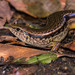 Indian Forest Skink - Photo (c) ihenglan, all rights reserved, uploaded by ihenglan