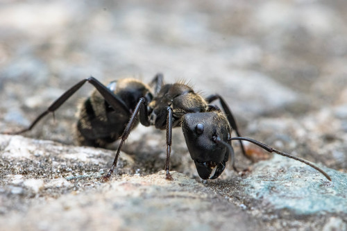 台湾弓背蚁Camponotus formosensis