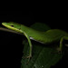 Koshun Grass Lizard - Photo (c) ihenglan, all rights reserved, uploaded by ihenglan