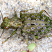Marsh Ground Beetles - Photo (c) gernotkunz, all rights reserved, uploaded by gernotkunz