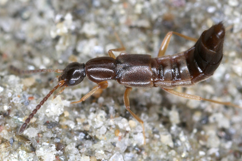 Tetralaucopora