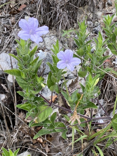 hairy ruellia