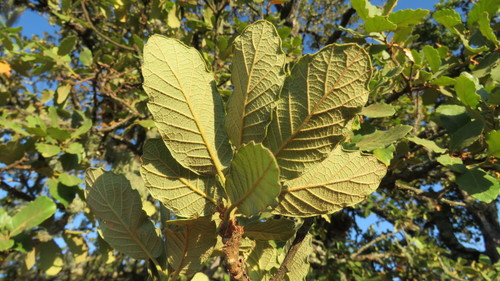 Quercus laeta