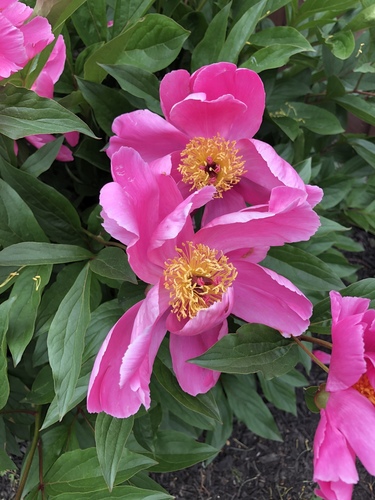 photo of Peonies (Paeonia)