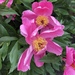 photo of Peonies (Paeonia)