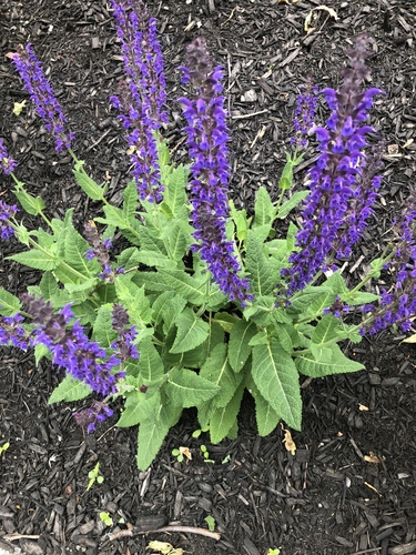 photo of Purple Wood Sage (Salvia nemorosa)