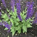 photo of Purple Wood Sage (Salvia nemorosa)