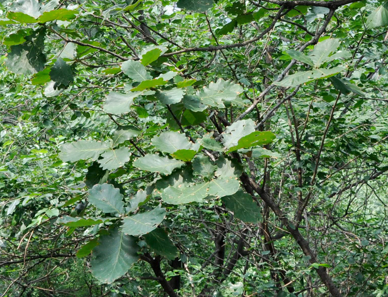 white oaks from Mu Tian Yu, china on January 14, 2012 by mossy. On the ...