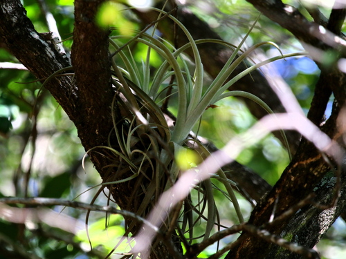 https://www.inaturalist.org/taxa/482895-Tillandsia-lorentziana