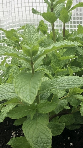 photo of Mints (Mentha)