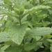 photo of Mints (Mentha)