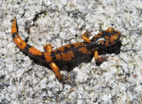 iNaturalist observation photo of Sierra Nevada Ensatina
