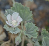 Alkali Mallow - Photo (c) Ryan Andrews, all rights reserved, uploaded by Ryan Andrews