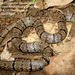 Travancore Kukri Snake - Photo (c) chandra mouli, all rights reserved, uploaded by chandra mouli