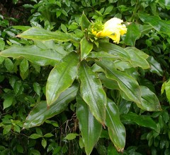 Costus villosissimus image