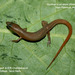 Günther's Ristella - Photo (c) chandra mouli, all rights reserved, uploaded by chandra mouli