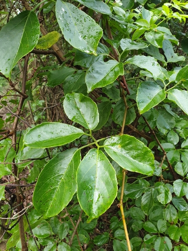 Causonis eurynema (B.L.Burtt) Jackes