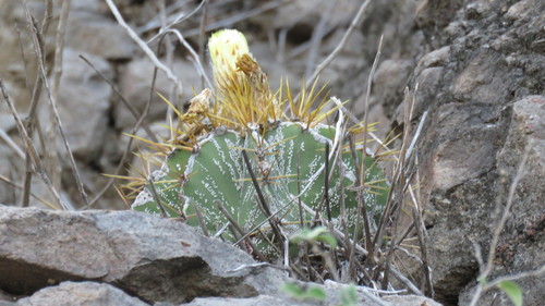 star cactus