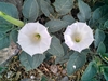 Downy Thorn-Apple - Photo (c) Macarena Marin, all rights reserved, uploaded by Macarena Marin