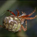 Araneus workmani - Photo (c) RAP, all rights reserved, uploaded by RAP